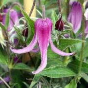 Clematis variety "Andante" 